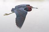 Little Blue Heron In Flight_32508